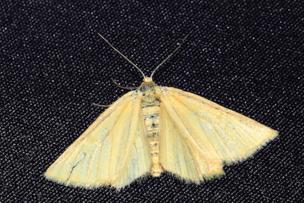 Geometridae:  cfr. Crocota tinctaria